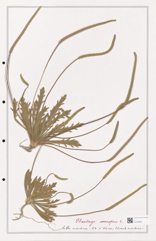 Plantago coronopus  (Plantaginaceae)