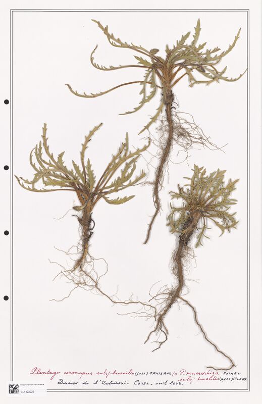 Plantago coronopus  (Plantaginaceae)