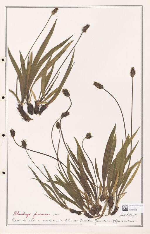 Plantago fuscescens  (Plantaginaceae)