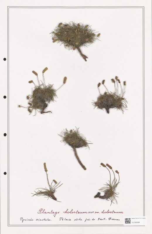 Plantago holosteum  (Plantaginaceae)