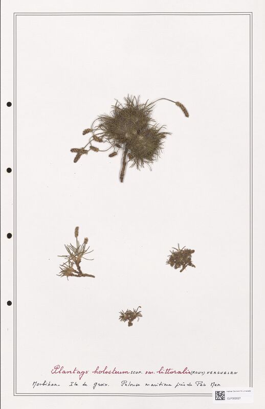 Plantago holosteum  (Plantaginaceae)