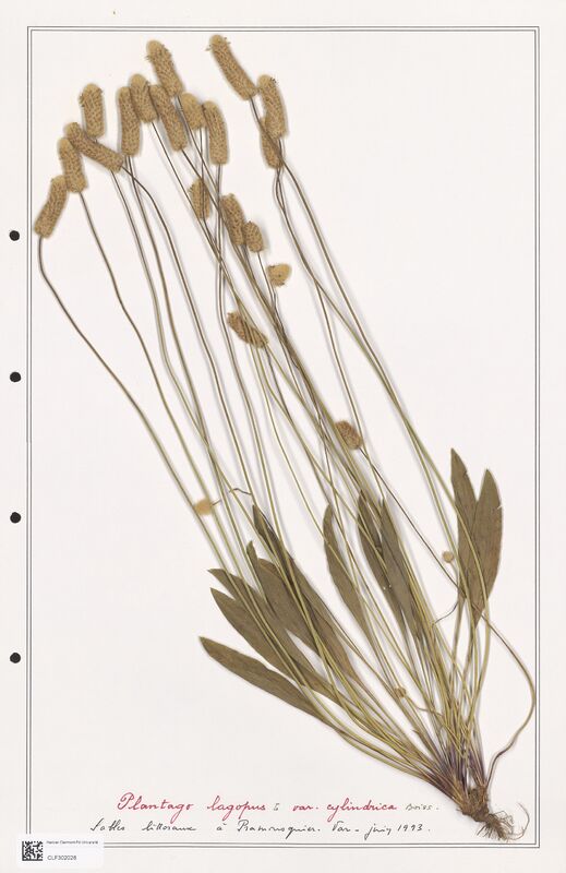 Plantago lagopus  (Plantaginaceae)