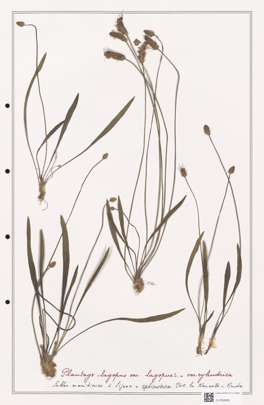 Plantago lagopus  (Plantaginaceae)