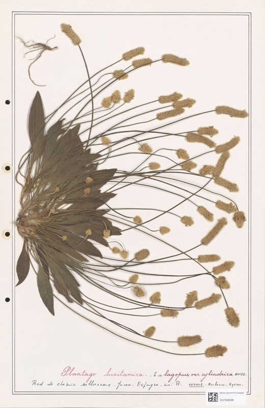 Plantago lagopus  (Plantaginaceae)