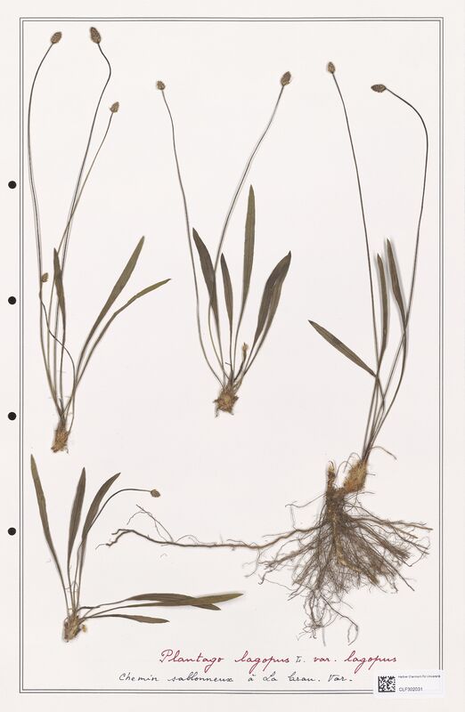 Plantago lagopus  (Plantaginaceae)