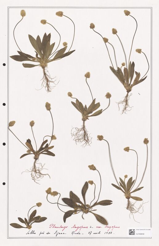 Plantago lagopus  (Plantaginaceae)