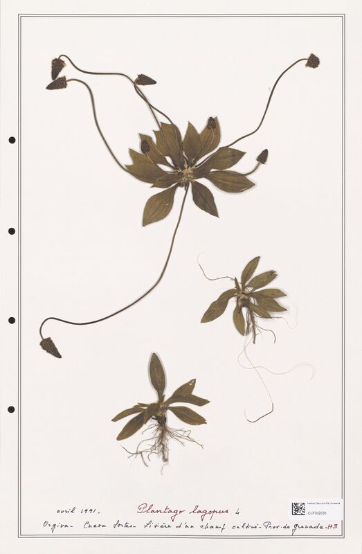 Plantago lagopus  (Plantaginaceae)