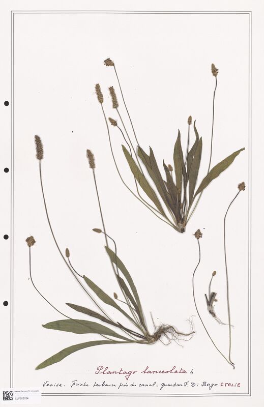 Plantago lanceolata  (Plantaginaceae)