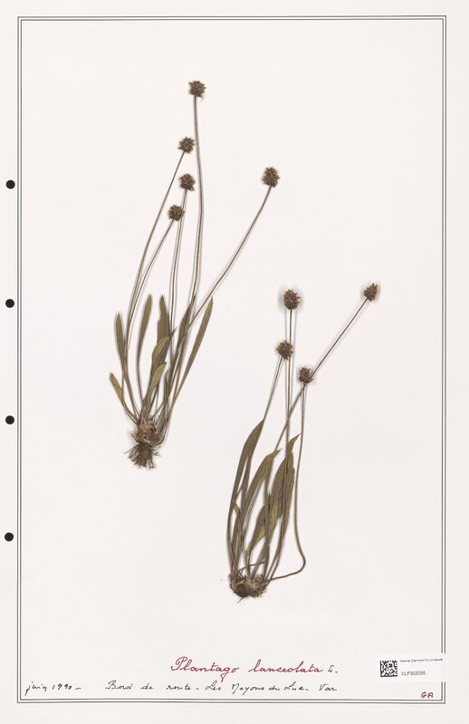 Plantago lanceolata  (Plantaginaceae)