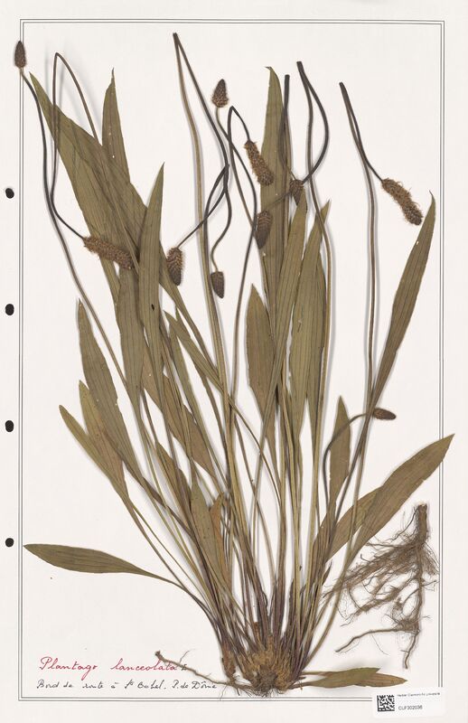 Plantago lanceolata  (Plantaginaceae)