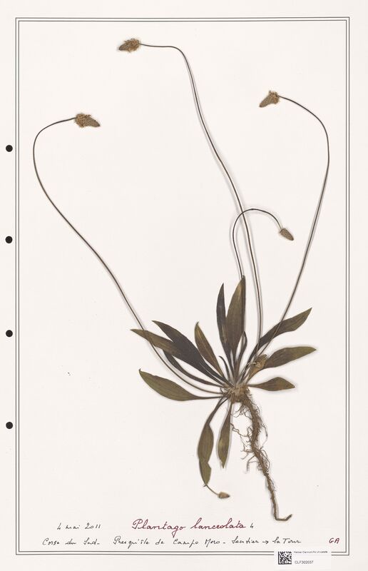 Plantago lanceolata  (Plantaginaceae)