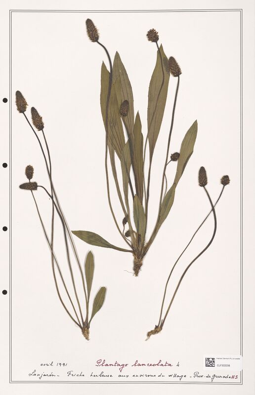 Plantago lanceolata  (Plantaginaceae)