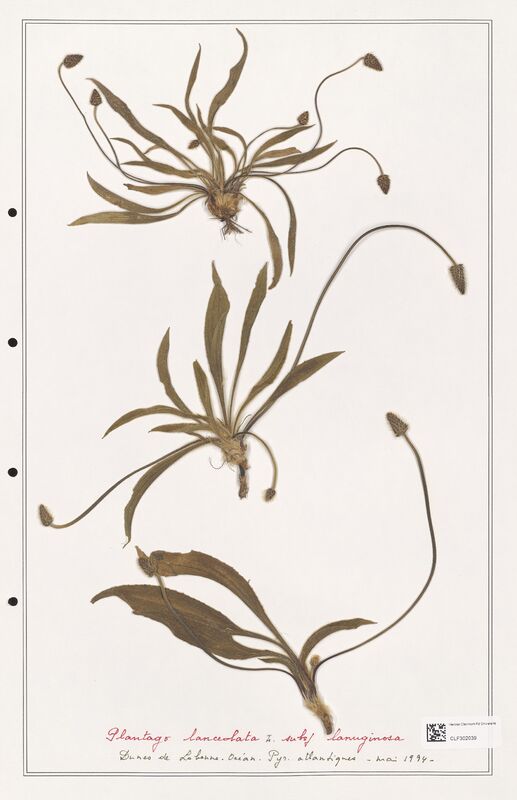 Plantago lanceolata  (Plantaginaceae)