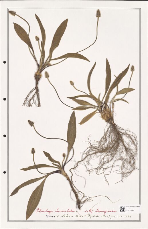 Plantago lanceolata  (Plantaginaceae)