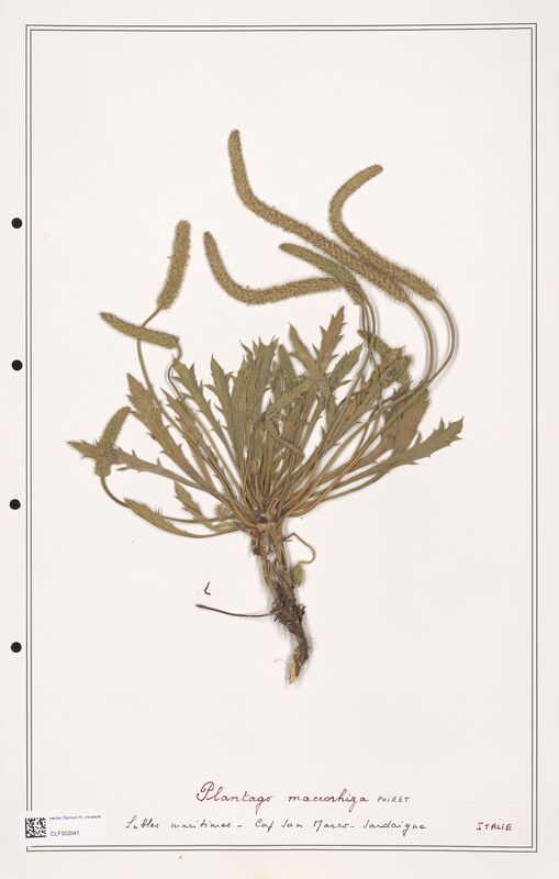 Plantago macrorhiza  (Plantaginaceae)