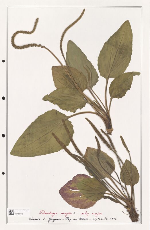 Plantago major  (Plantaginaceae)