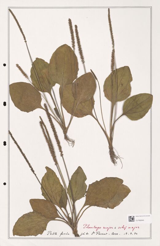 Plantago major  (Plantaginaceae)