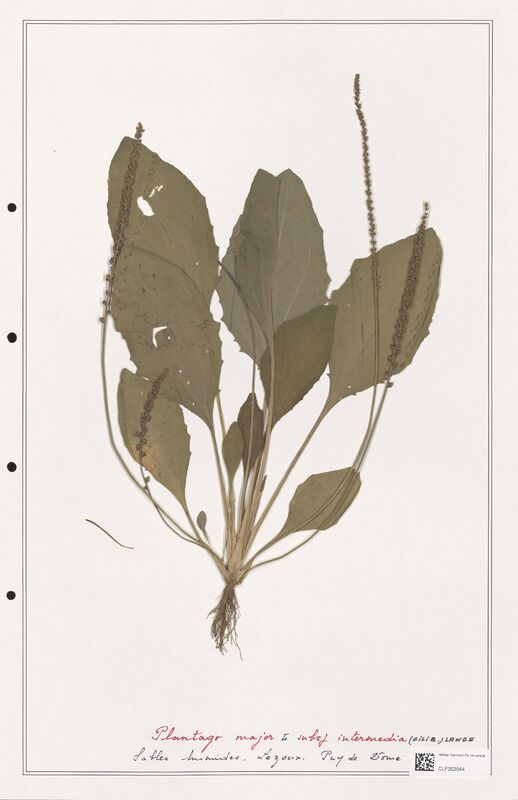 Plantago major  (Plantaginaceae)