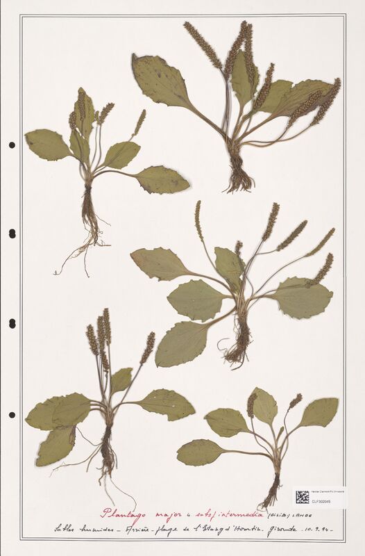 Plantago major  (Plantaginaceae)