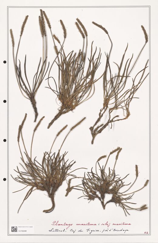 Plantago maritima  (Plantaginaceae)