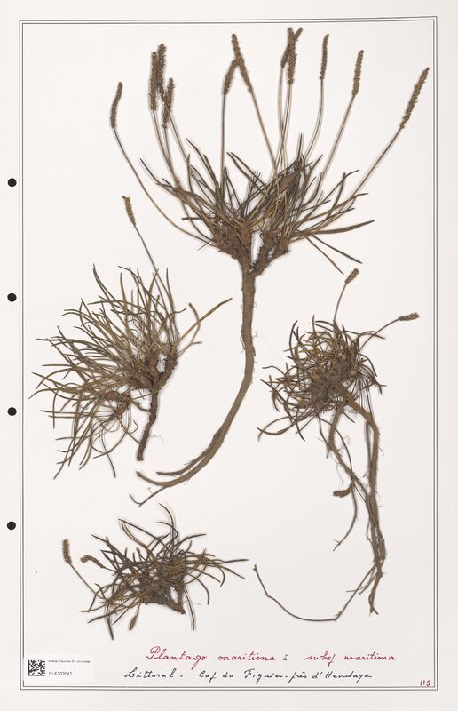 Plantago maritima  (Plantaginaceae)