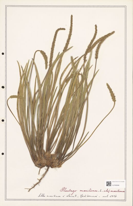 Plantago maritima  (Plantaginaceae)