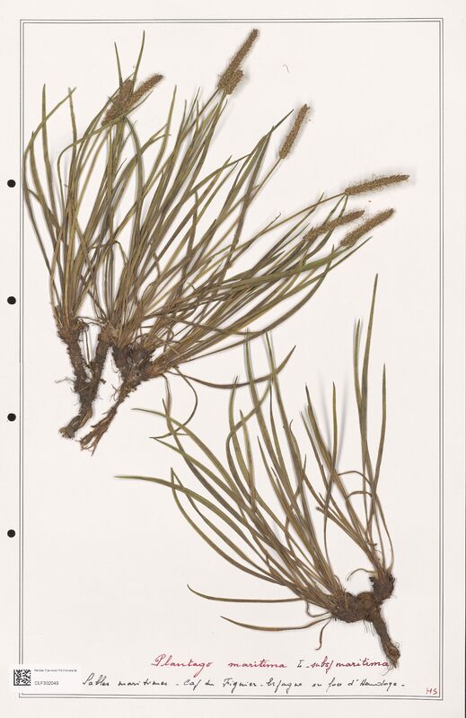 Plantago maritima  (Plantaginaceae)
