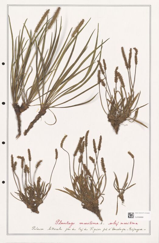 Plantago maritima  (Plantaginaceae)