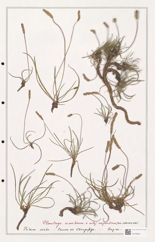 Plantago maritima  (Plantaginaceae)