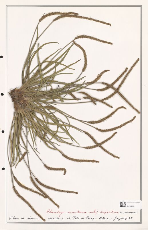 Plantago maritima  (Plantaginaceae)