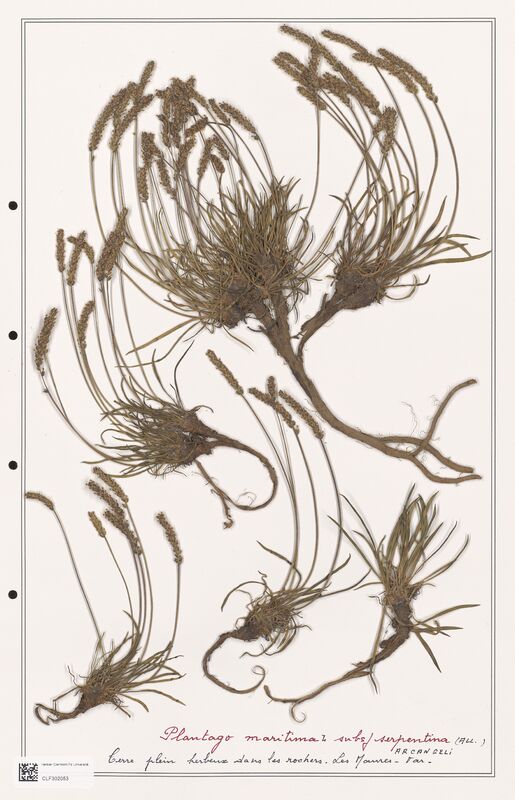 Plantago maritima  (Plantaginaceae)