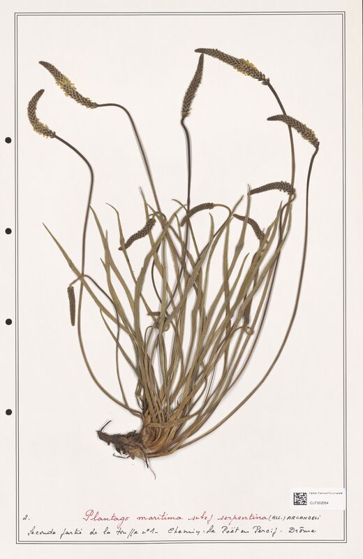 Plantago maritima  (Plantaginaceae)