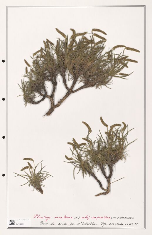 Plantago maritima  (Plantaginaceae)