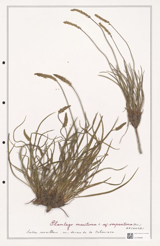 Plantago maritima  (Plantaginaceae)