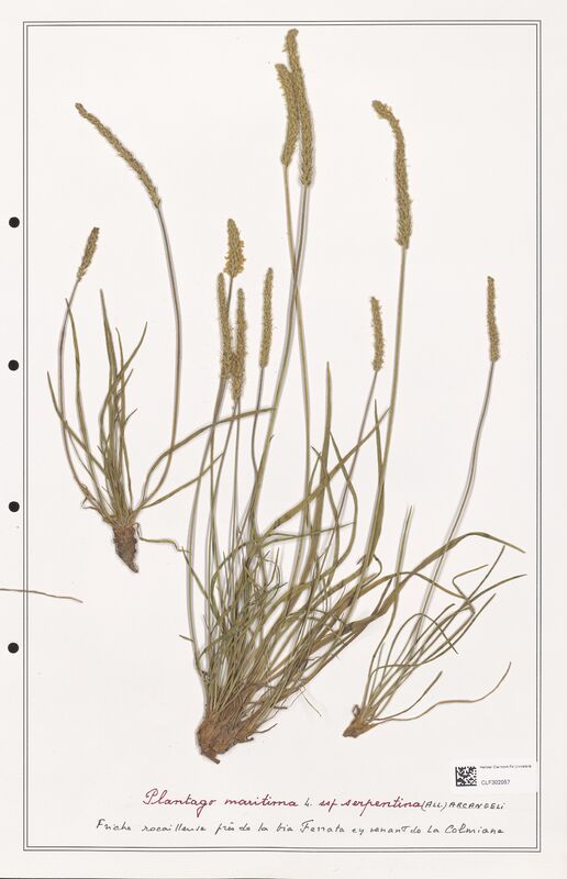 Plantago maritima  (Plantaginaceae)