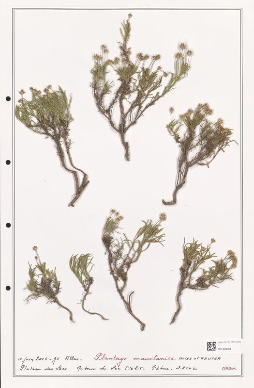 Plantago mauritanica  (Plantaginaceae)