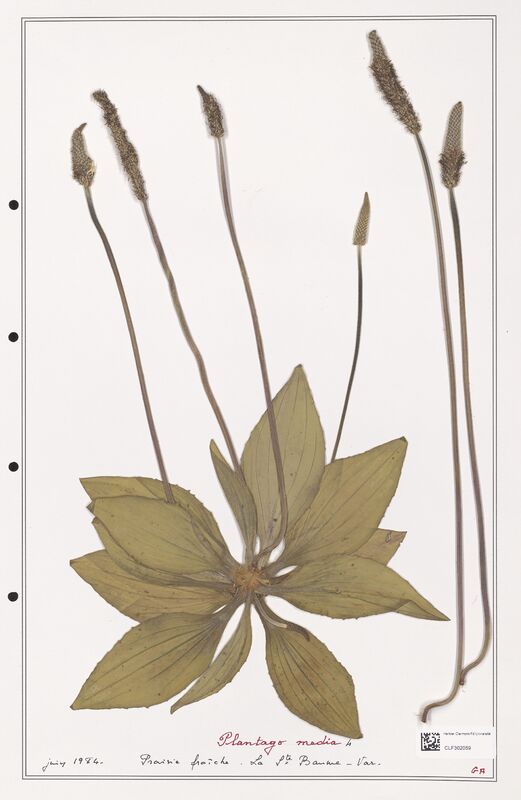 Plantago media  (Plantaginaceae)