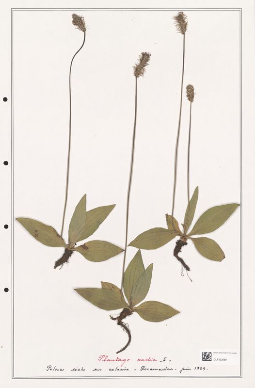 Plantago media  (Plantaginaceae)