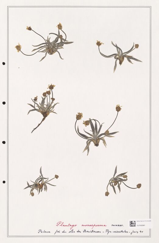 Plantago monosperma  (Plantaginaceae)