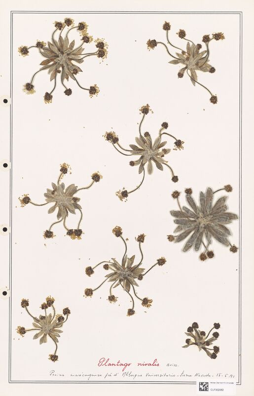 Plantago nivalis  (Plantaginaceae)