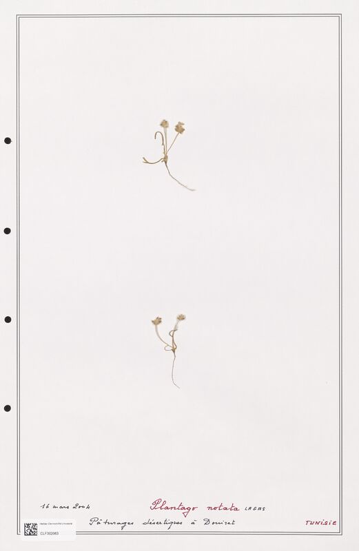 Plantago notata  (Plantaginaceae)