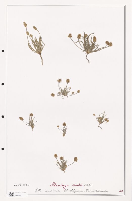Plantago ovata  (Plantaginaceae)