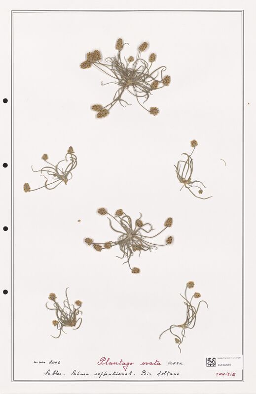 Plantago ovata  (Plantaginaceae)