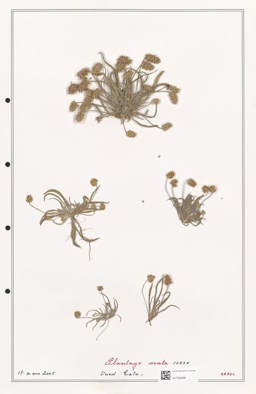 Plantago ovata  (Plantaginaceae)