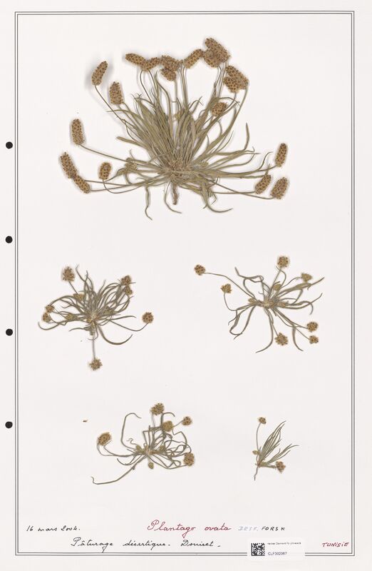 Plantago ovata  (Plantaginaceae)