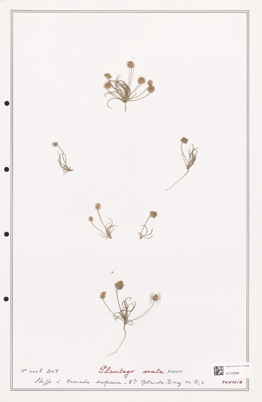 Plantago ovata  (Plantaginaceae)