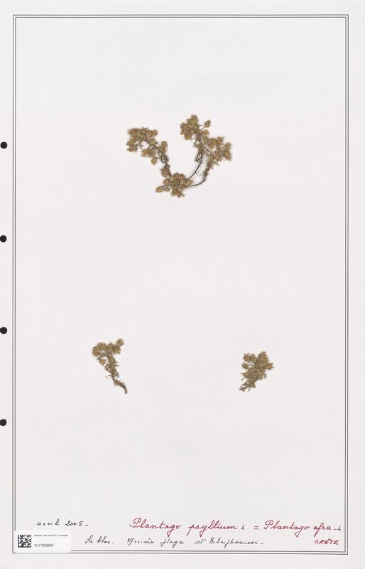 Plantago psyllium  (Plantaginaceae)