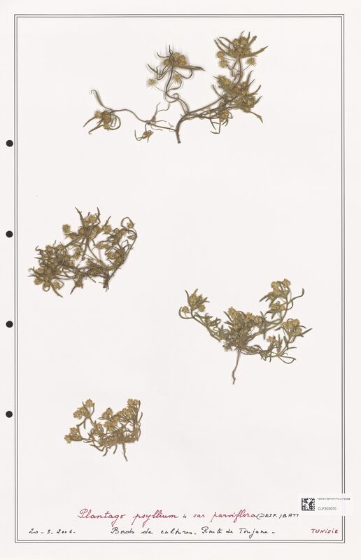 Plantago psyllium  (Plantaginaceae)