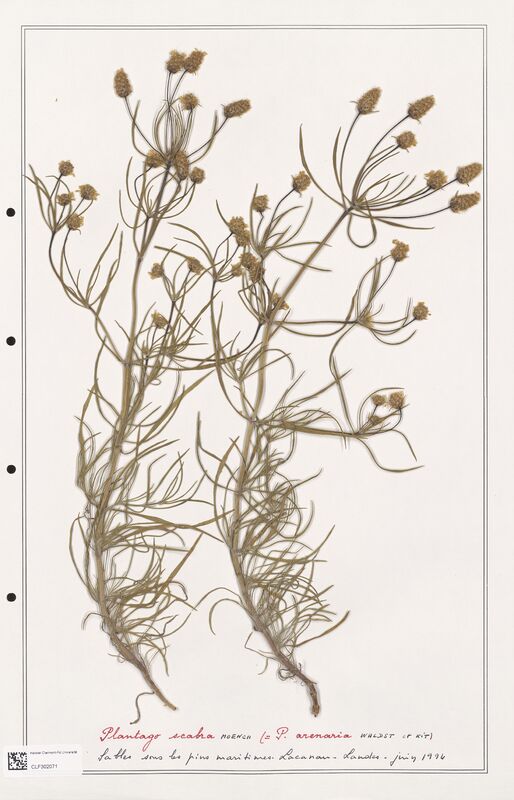 Plantago scabra  (Plantaginaceae)