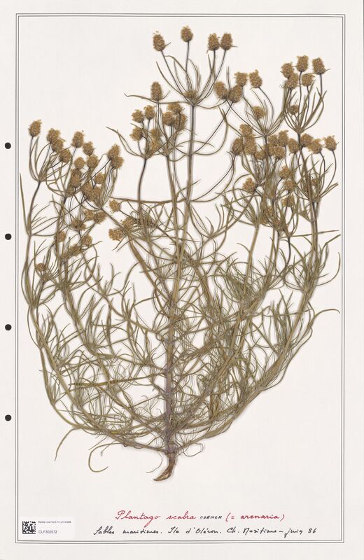 Plantago scabra  (Plantaginaceae)